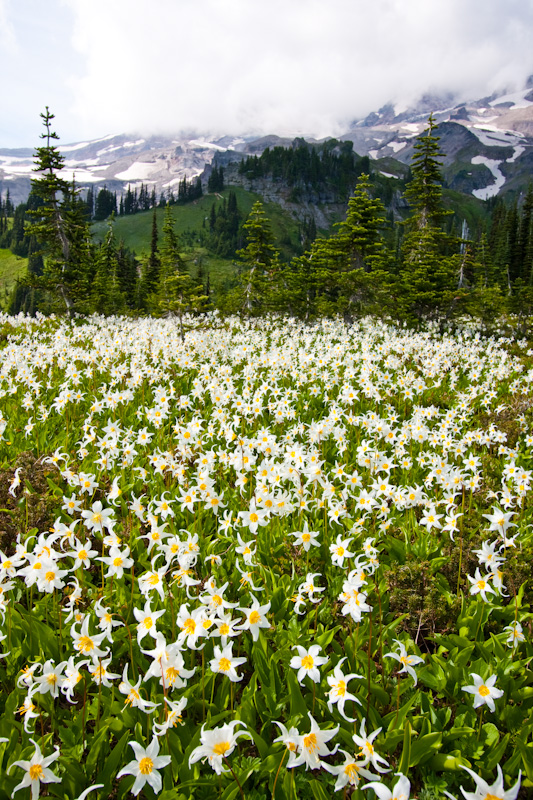 White Fawn Lilys And Mount Rainier